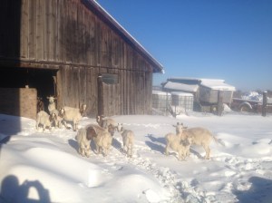 jan 9th download 2014 034