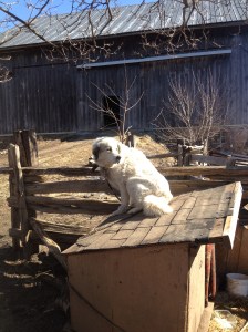 Daisy dog, enjoying the sun on top of her doghouse.