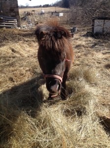 Buddy. Our Mini Stallion. looking forward to green green grass.