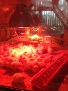 april 2 2014 download 590