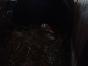 april 2 2014 download 596