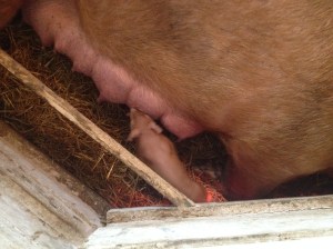 april 2 2014 download 601