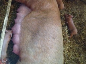 april 2 2014 download 602