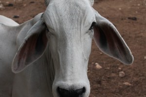Gorgeous Cebu Cattle